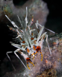 Tiger shrimp - never seen before. I think I may have scre... by John M Akar 
